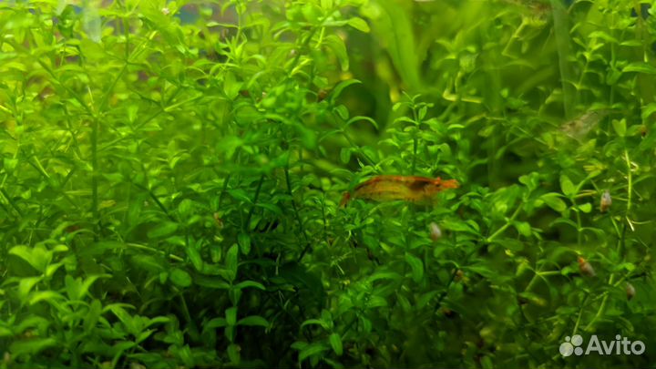 Молинезии, гуппи, креветки