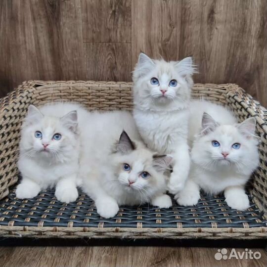 Ragdoll, boys and girls, родословная