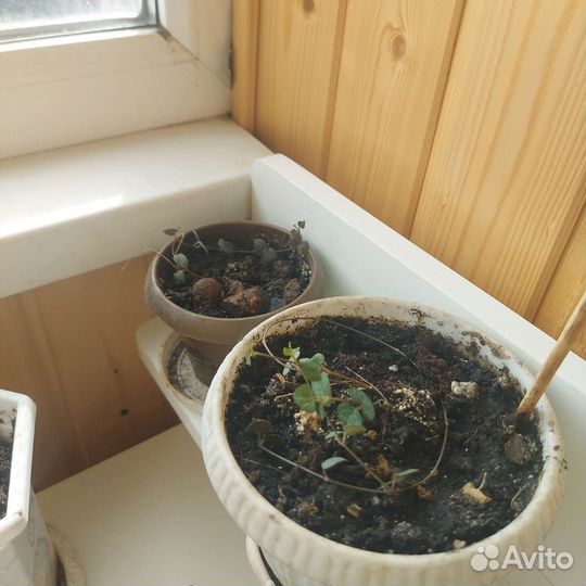 Комнатные цветы,аглаонема