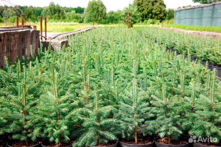 Ель голубая