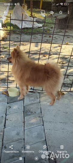 Померанский шпиц