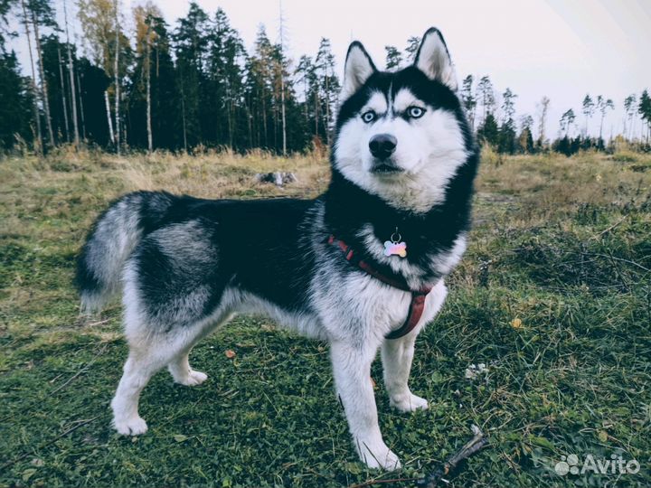 Хаски для вязки