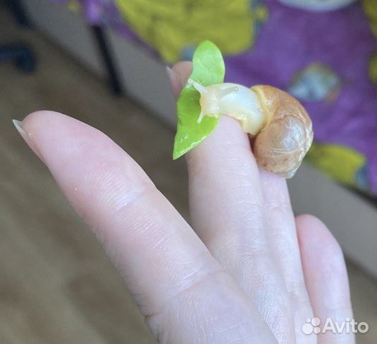 Улитки ахатины с контейнером ручные