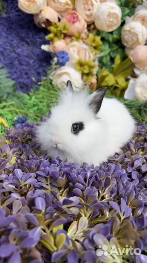 Кролик Львиноголовый карликовый