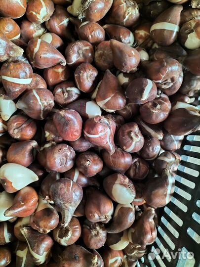 Луковицы тюльпанов оптом 12+