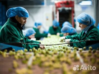 Вахта, требуется сортировщик