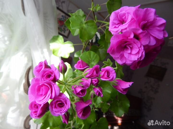 Плющелистная пеларгония