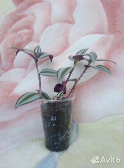 Традесканция