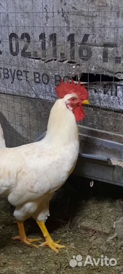 Петухи молодые