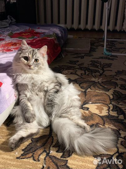 Кошечка на вязку