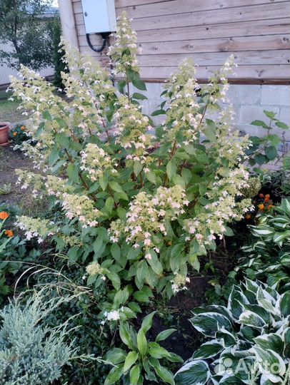 Гортензия взрослый куст