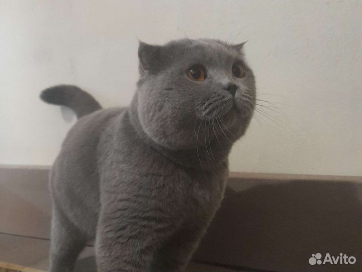 Кот на вязку