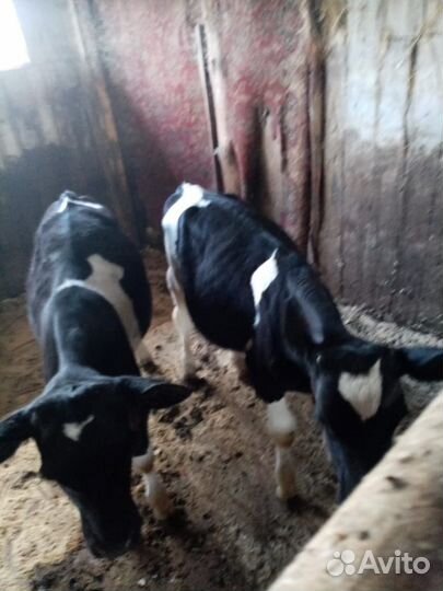 Бычки голштины