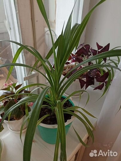 Комнатные цветы