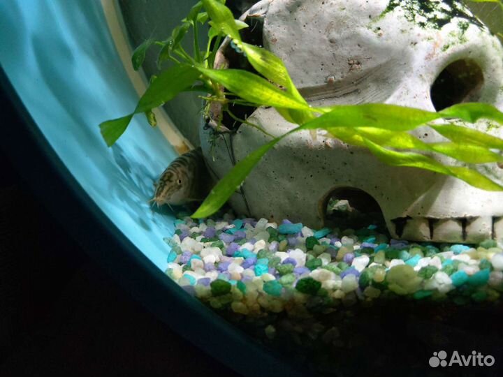 Боция мраморная