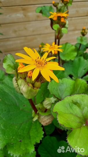 Растения для сада