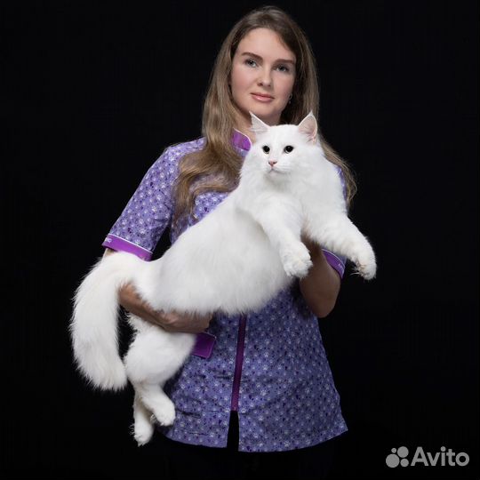 Стрижка собак и кошек выезд