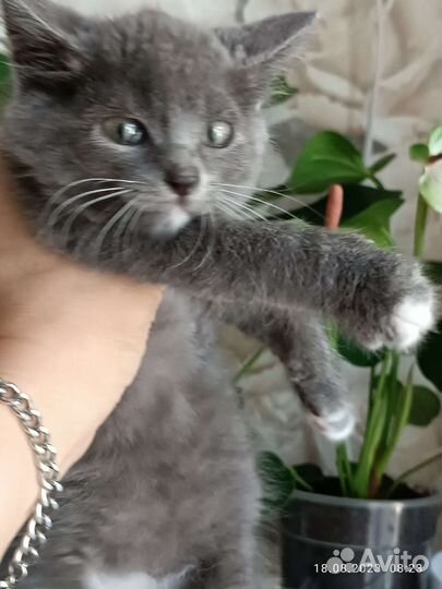 Котенок мальчик