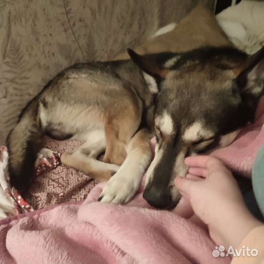 Волкособ в добрые руки