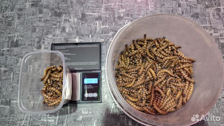 Доставка / Зофобас (Живой)