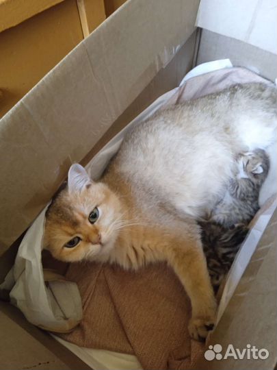 Замечательные котята