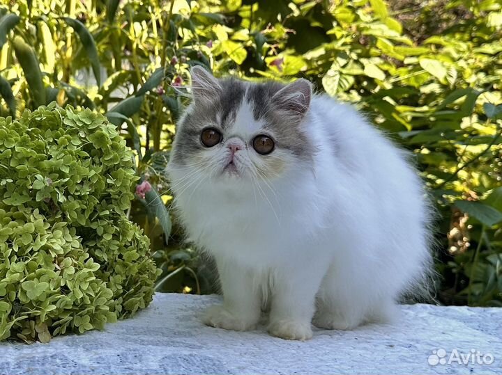 Персидская