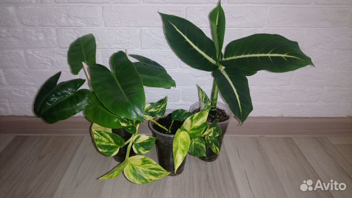 Цветы набором