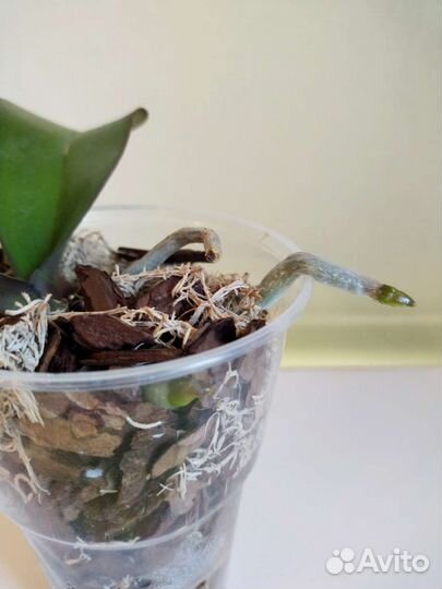 Орхидея Фаленопсис детка