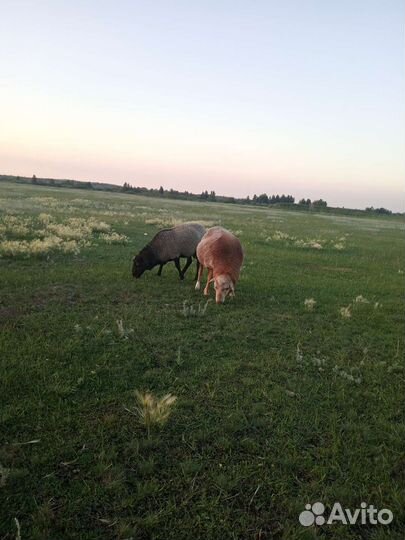 Романовские овцы племенные
