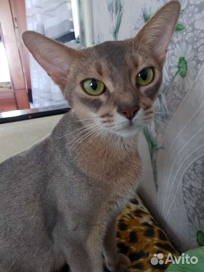 Абиссинская