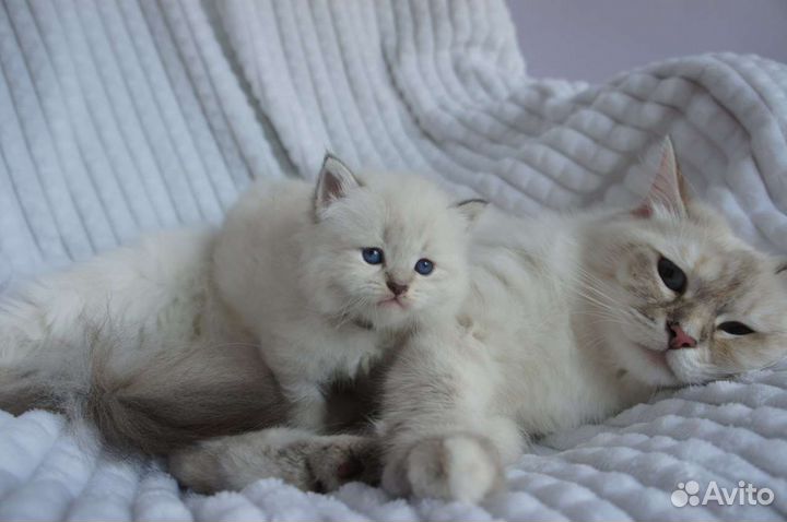 Невский маскарадный малыш с документами