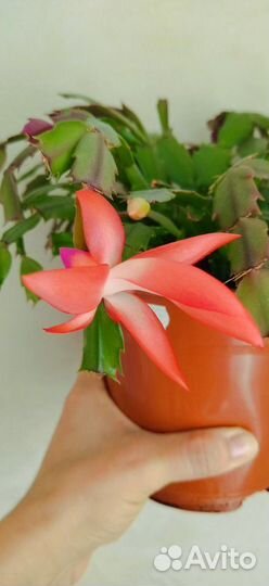 Декабрист шлюмбергера