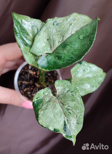 Syngonium Gray Ghost Серый призрак