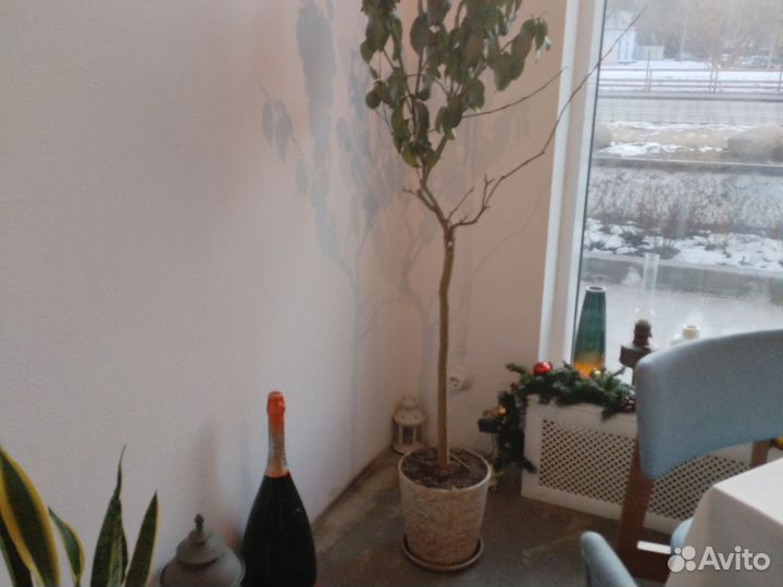 Комнатные цветы