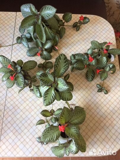 Эписция, Юкка