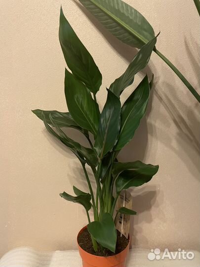 Стрелиция Регина.Четыре ствола 17/80