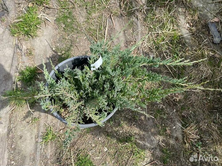 Можжевельник горизонтальный Принц Уэльский