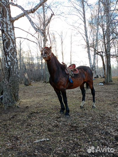 Лошади