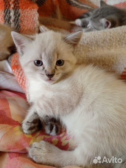 Котята в добрые руки