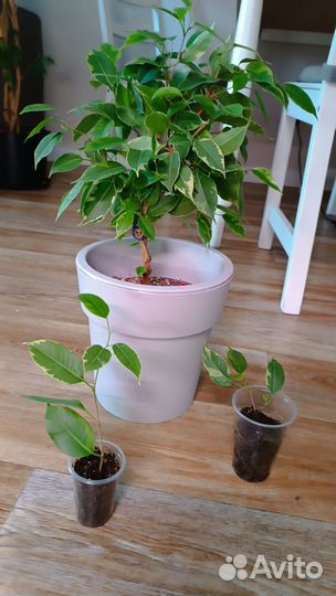 Фикус кинки