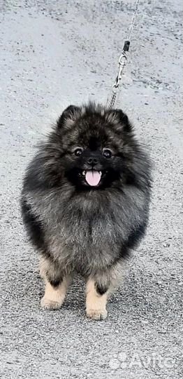 Щенки шпица