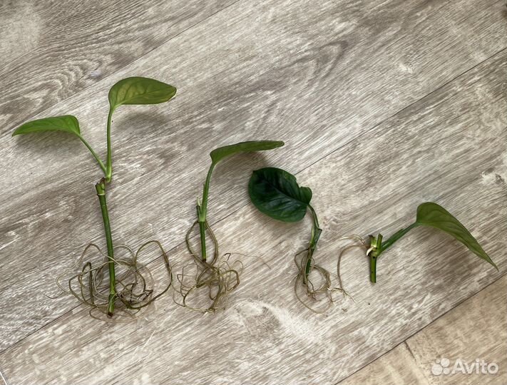 Монстера Karstenianum