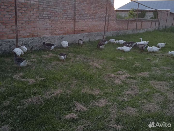Гусь
