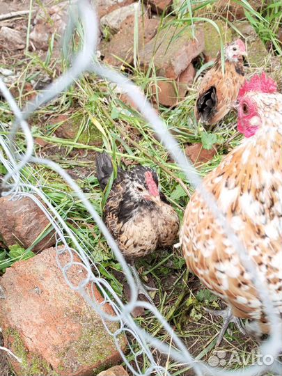 Молодые петушки бентамки