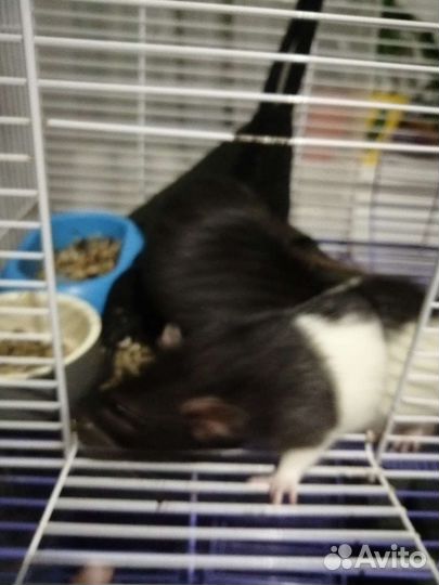 Крыса Дамбо с клеткой