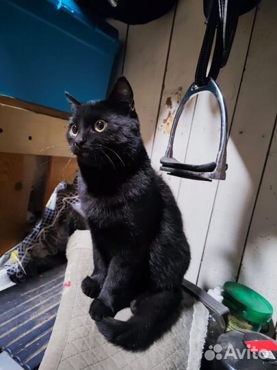 Котик уголек