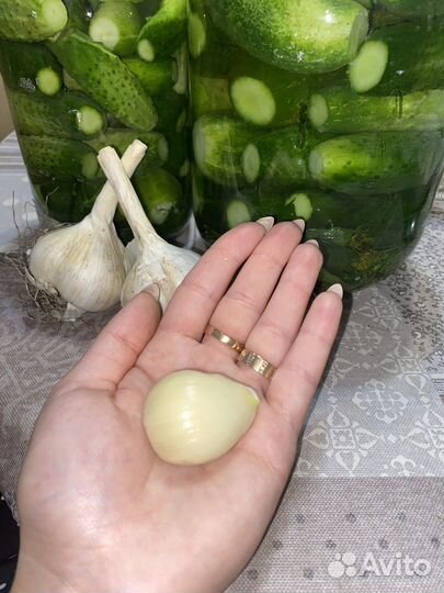 Чеснок домашний