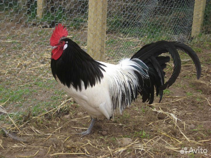 Петухи Лакенфельдер, Кучинские