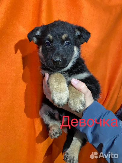 Отдам в добрые руки