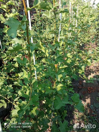 Саженцы боярышника